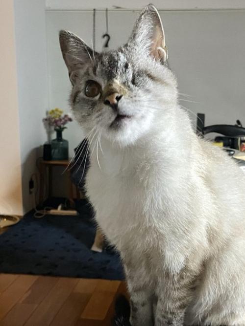 小首をかしげて座る猫