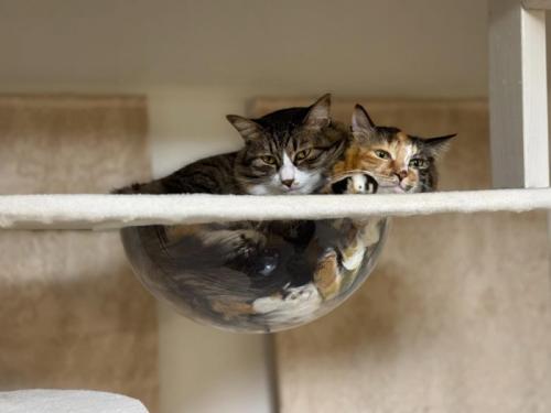 ボウルに入る2匹の猫