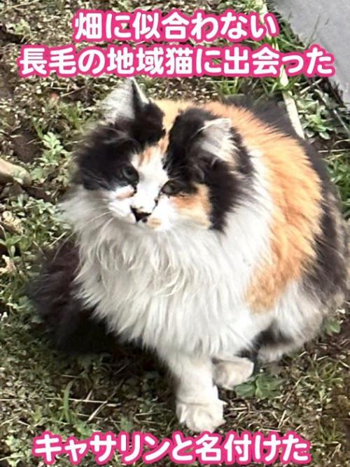 お座りする猫