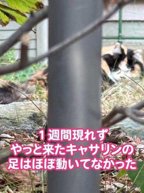 外でうずくまる猫