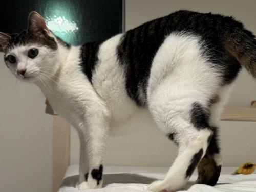 凛々しい表情でベッドの上に立つ猫