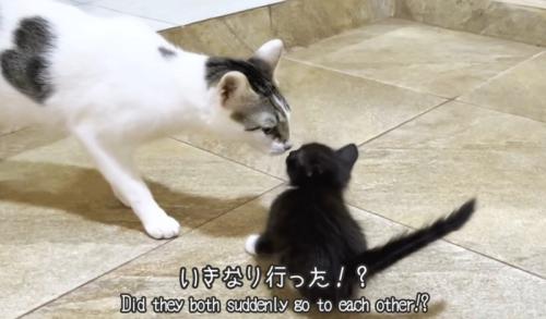 接触している猫2匹