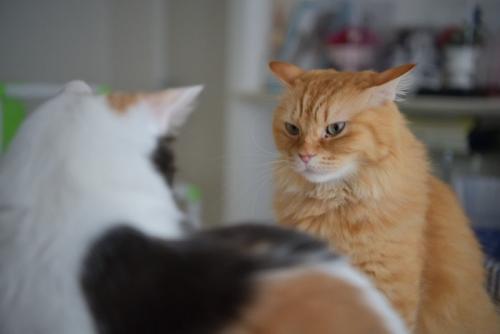 怒っている茶トラ猫の前にいる三毛猫の後ろ姿