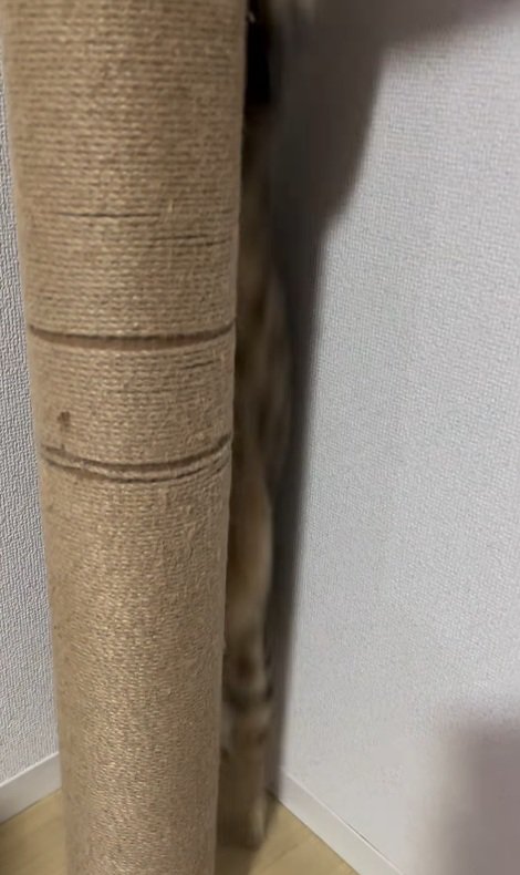 ジャンプする猫