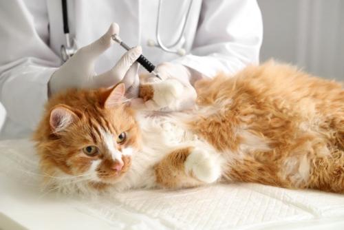 診察を受ける猫