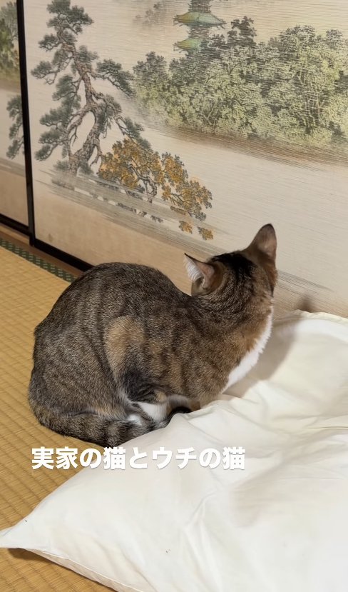 香箱座りをしたまま後ろを振り返る猫