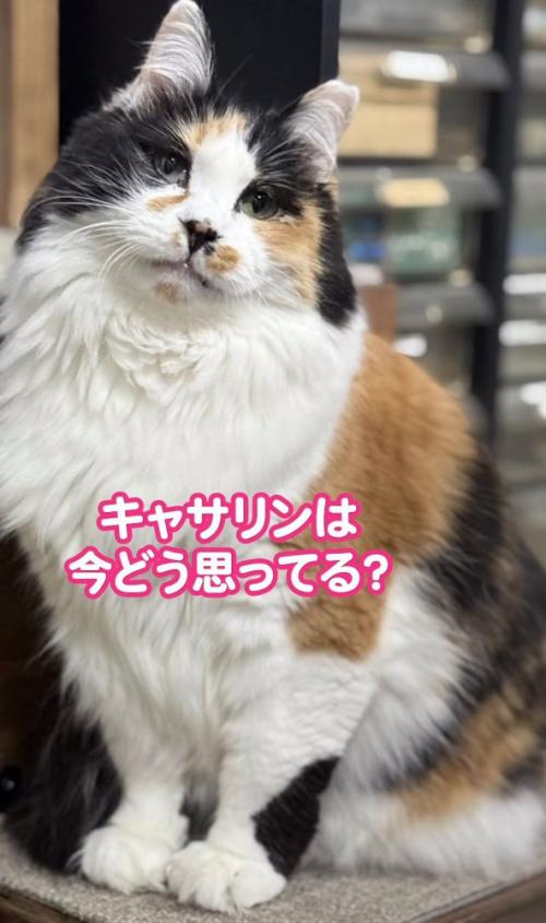 お座りして首を傾げる猫