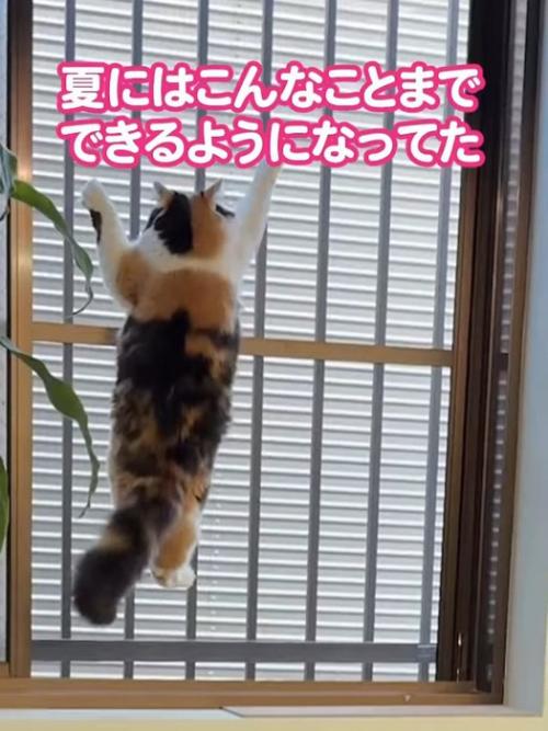 網戸をよじ登る猫