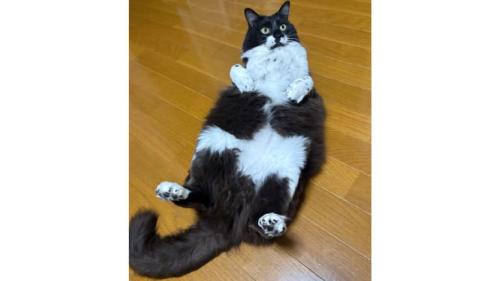 室内にいる猫