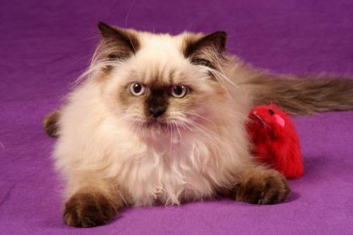 スフィンクス座りのヒマラヤン