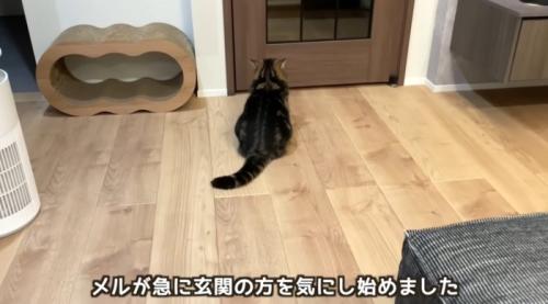 ドアの前で待っている猫