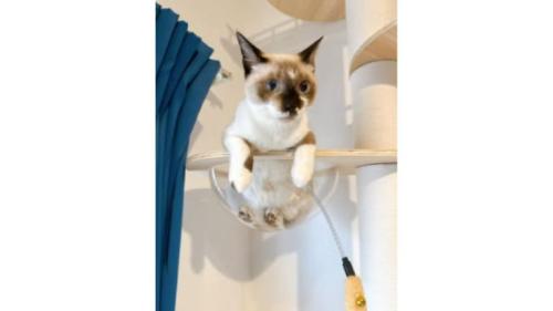 室内にいる猫