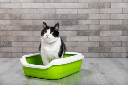 猫用トイレの中に座っている猫