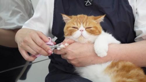 爪切り