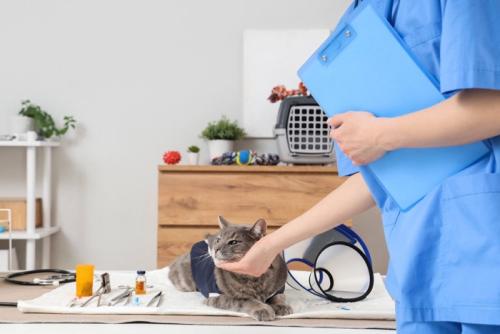 獣医師に撫でられる猫
