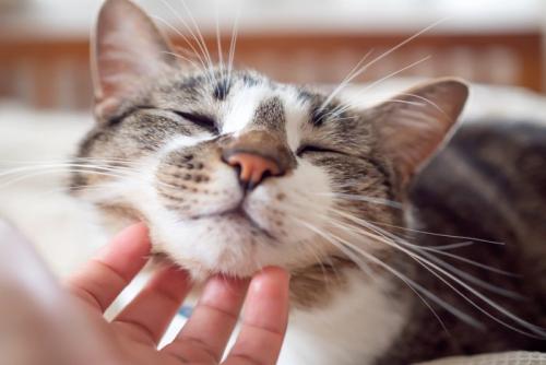 撫でられる猫