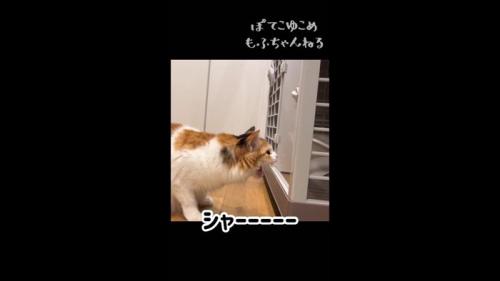 シャー