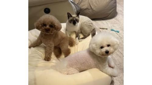 猫と犬