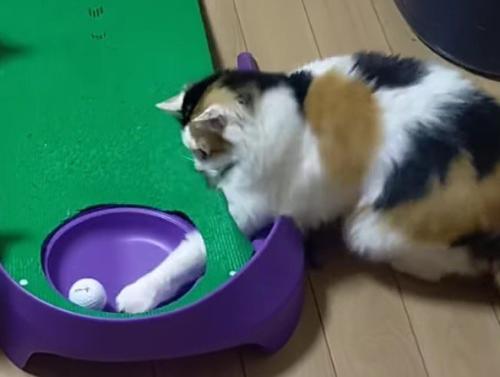 ホールに落ちたゴルフボールに前足を伸ばす三毛猫