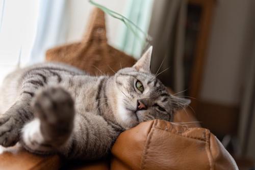 めんどくさそうな猫