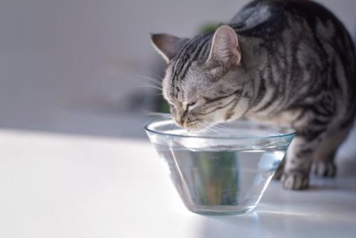ガラスの器から飲水している猫