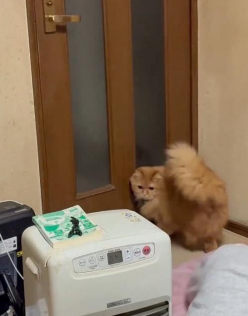 振り向く猫