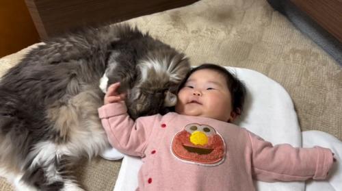 体を寄せてくる猫を撫でる赤ちゃん