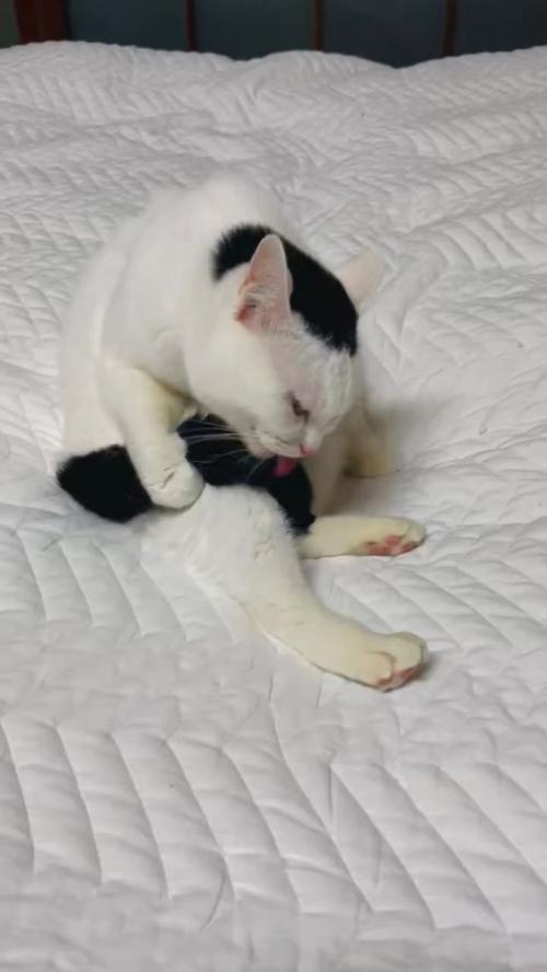 しっぽをなめる猫