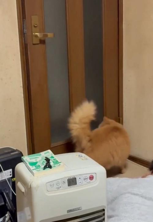 ドアを開ける猫