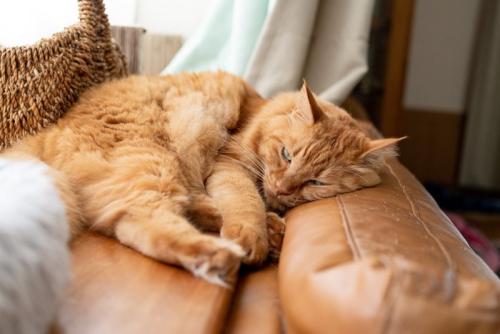 眠そうな猫