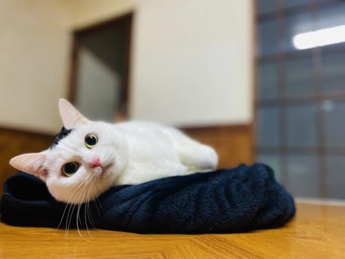 横になる猫