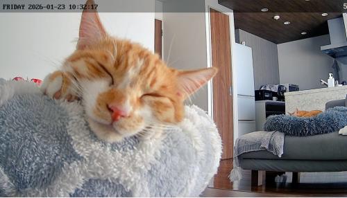 猫の寝顔