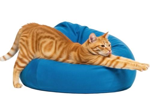 ビーズクッションの上でのびをする猫