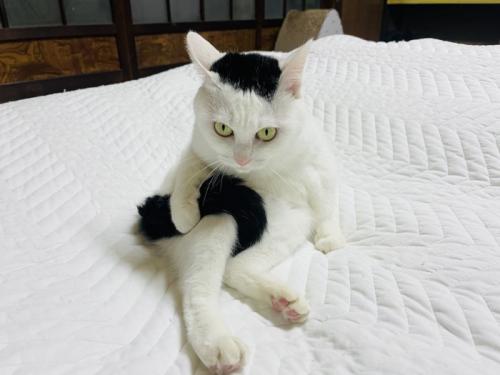 しっぽを持ってにらむ猫