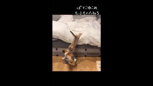 ベッドからダイブ