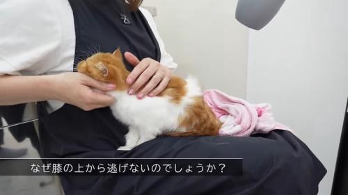 なでなで