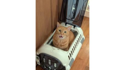 キャリーに入っている猫