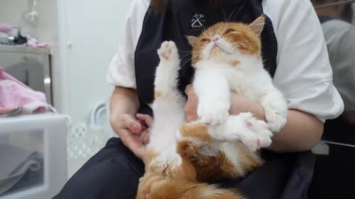 足を上げた姿