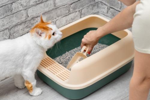猫用トイレの掃除をする飼い主を見守る猫