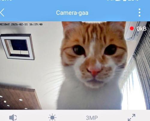 猫の顔