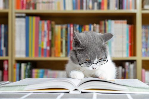 本棚を背に読書に耽る猫