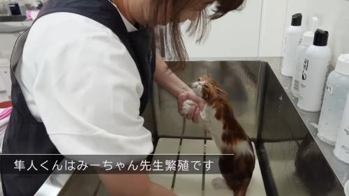 前足を持って