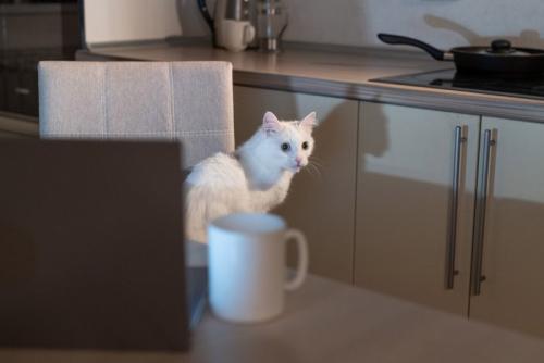 夜の猫