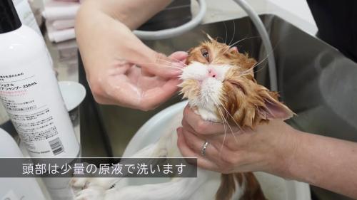 頭部は