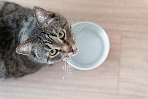 水が入った器の前で上を見上げる猫
