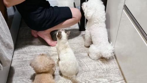 キッチンにいる猫と犬