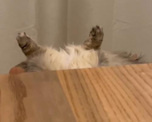 仰向けになっているキジトラ模様の猫の足