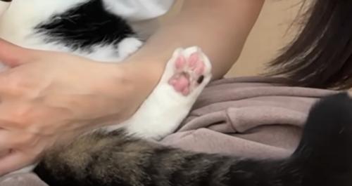 猫の様子