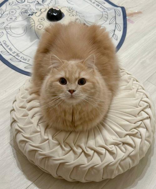 丸いクッションと丸い猫