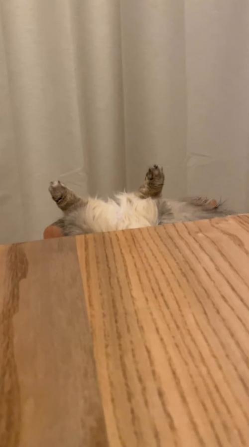昼寝中の猫から離れる飼い主